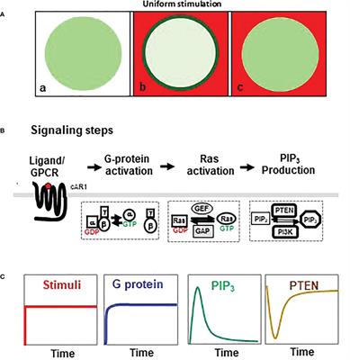 Ras inhibitors gate chemoattractant concentration range for chemotaxis through controlling GPCR-mediated adaptation and cell sensitivity